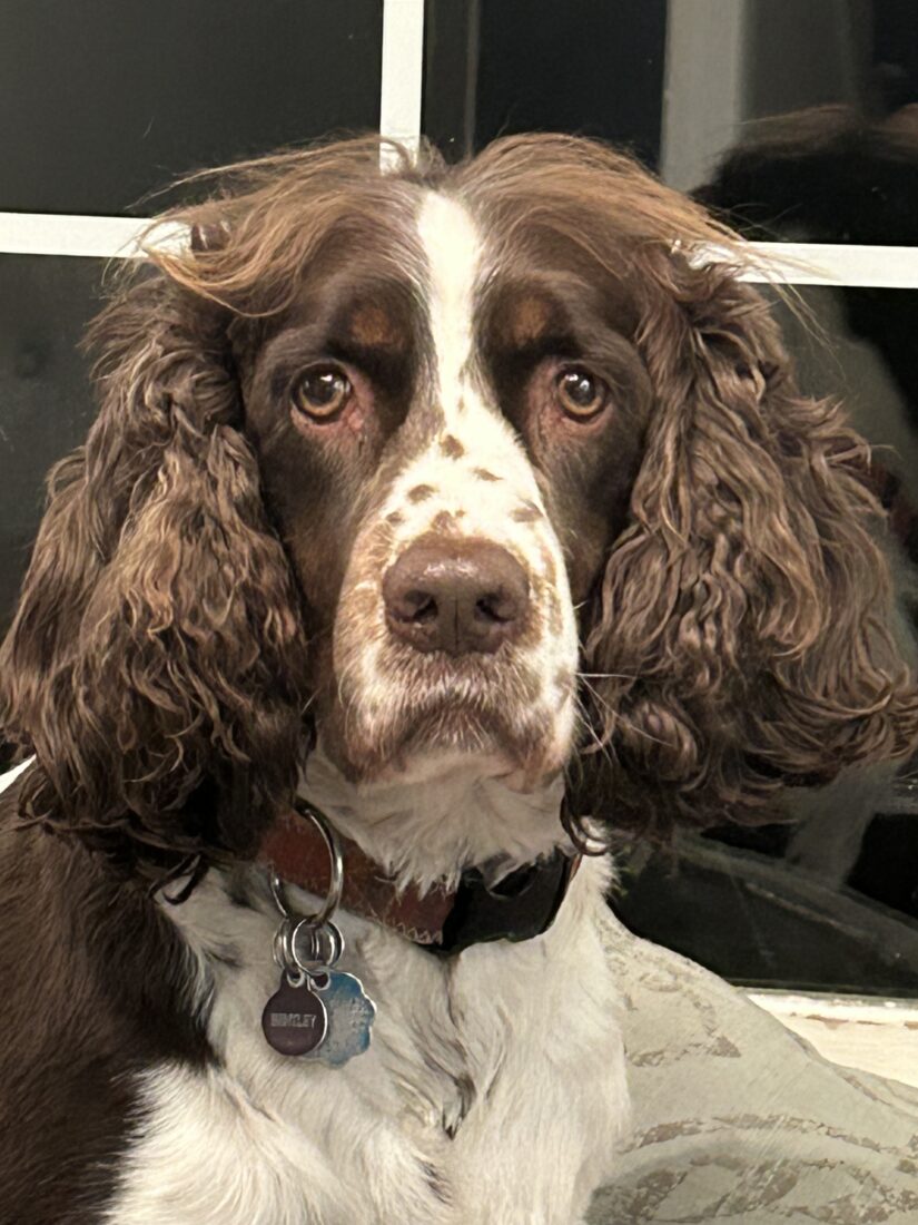 Bentley, Springer Spaniel