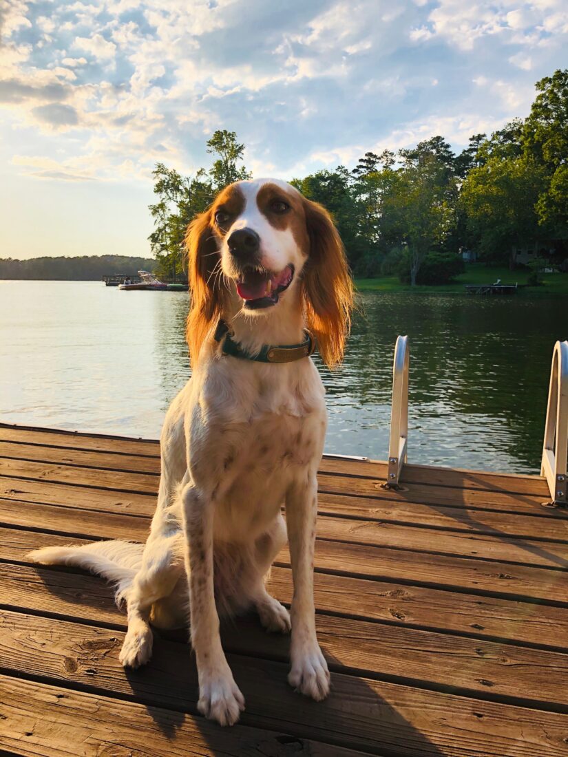 Penny Lane, English Setter