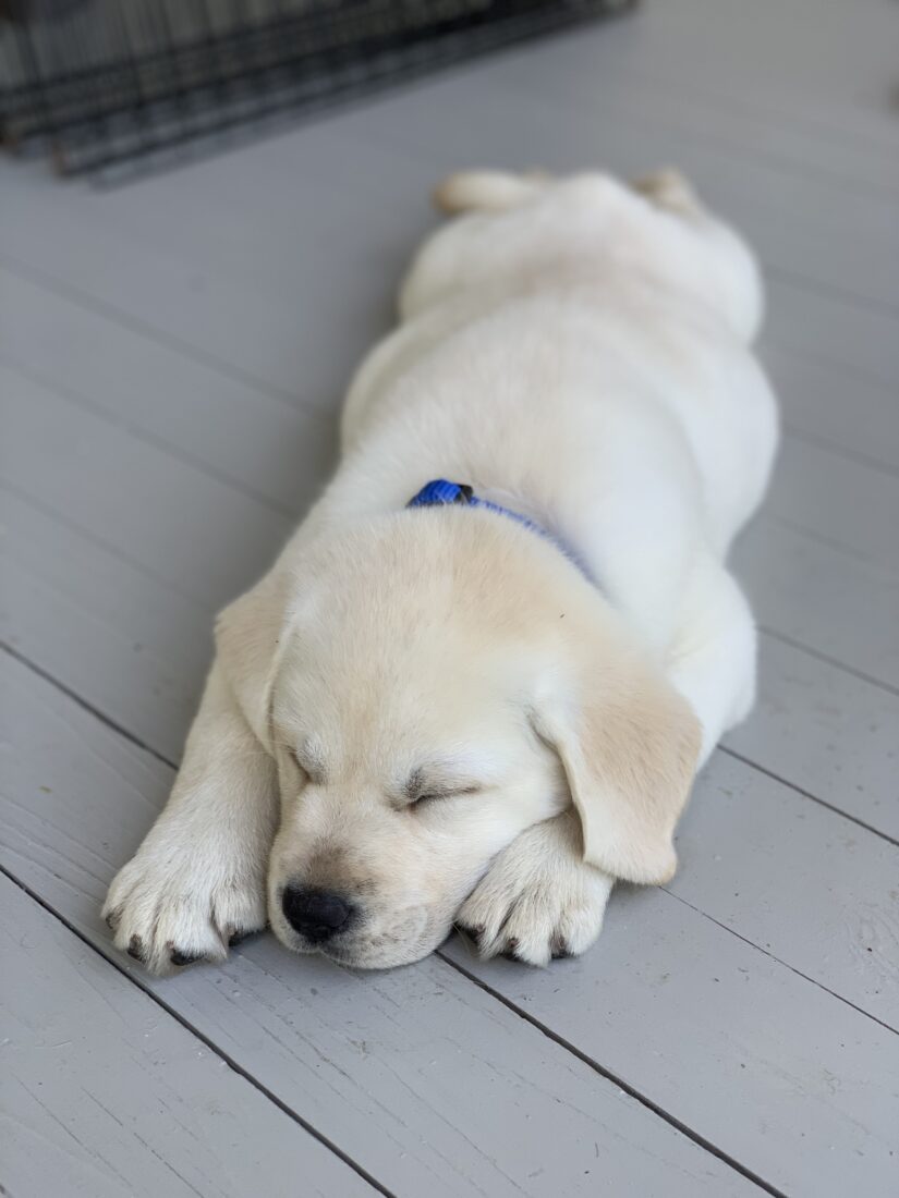 Birdie, Labrador Retriever