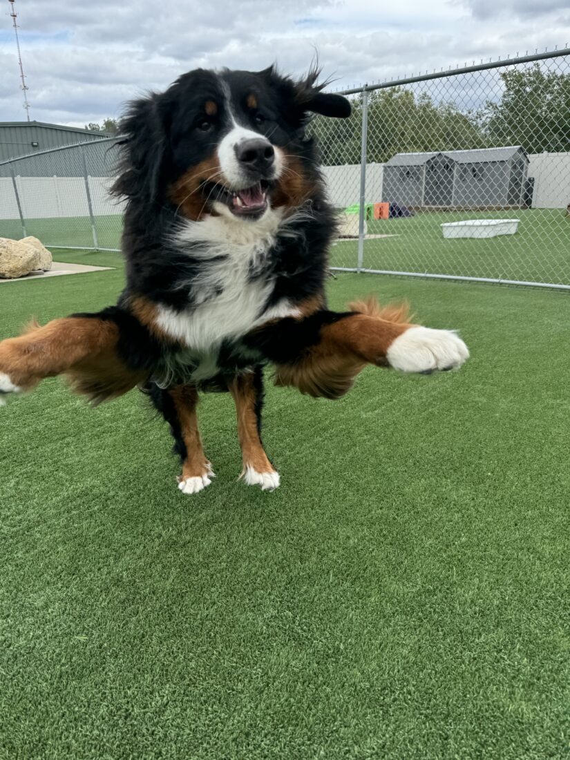 Enzo Bringer of Joy, Flying Bernese Mountain Dog
