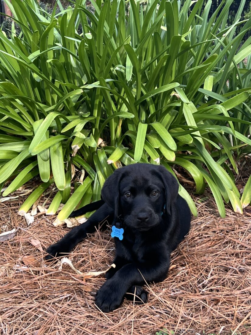 Otis, Black Labrador Retriever