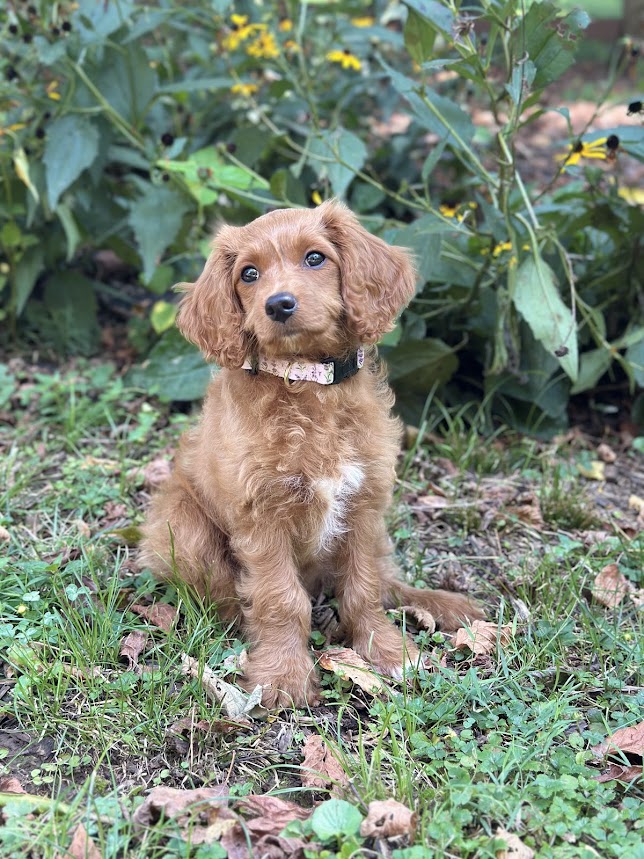 Iris, Cavapoo