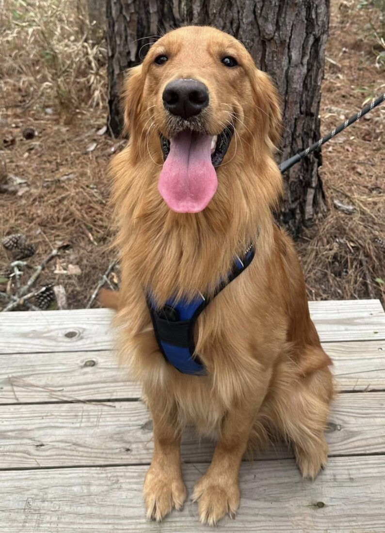 Drifter, Golden Retriever