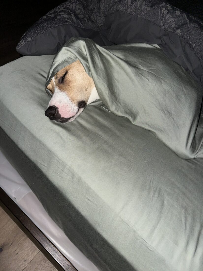 Patches, Alabama mixed breed