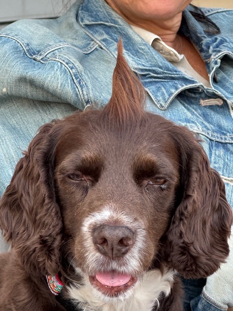 Allie, English Cocker Spaniel Field Bred
