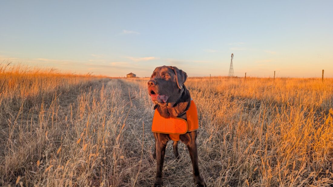 Roosevelt, Labrador Retriever