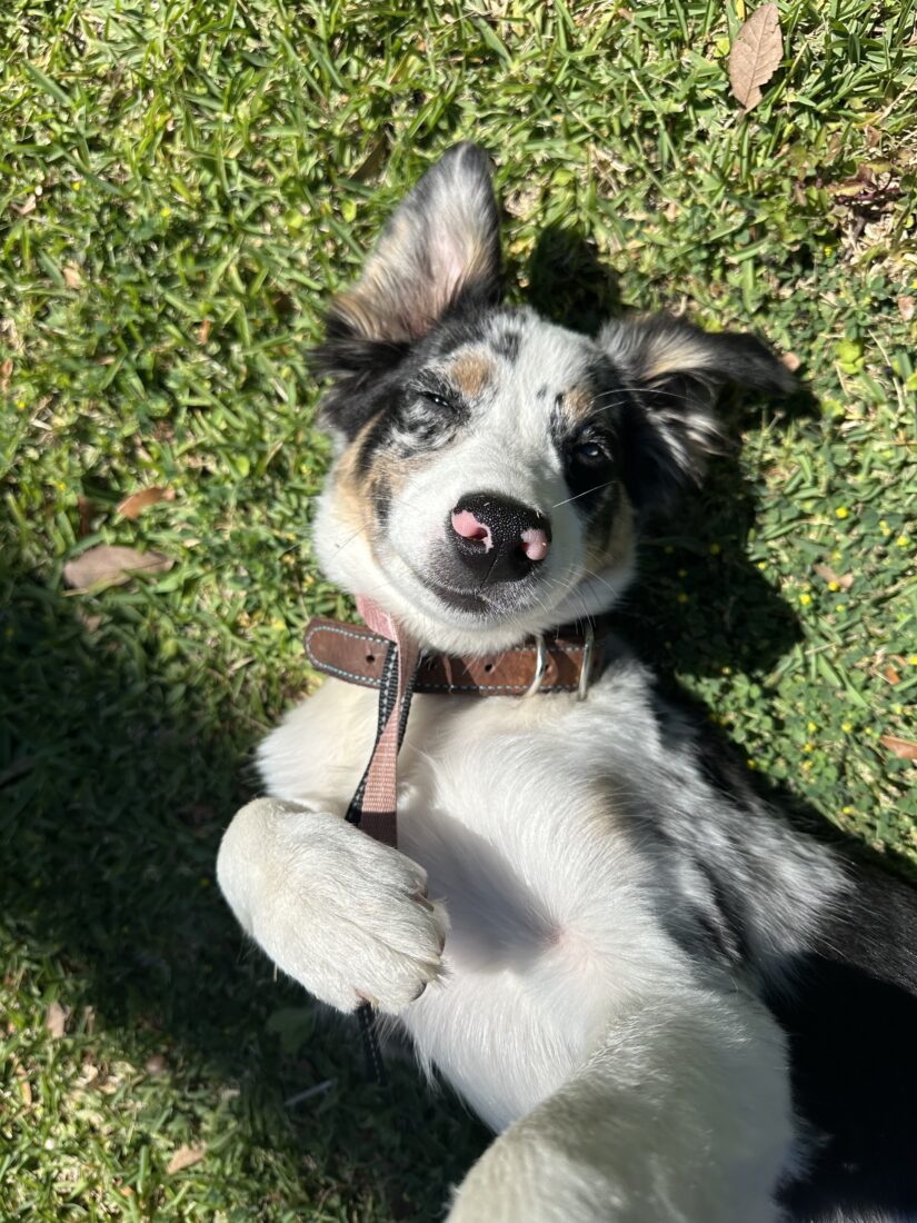 Sadie, Australian shepherd