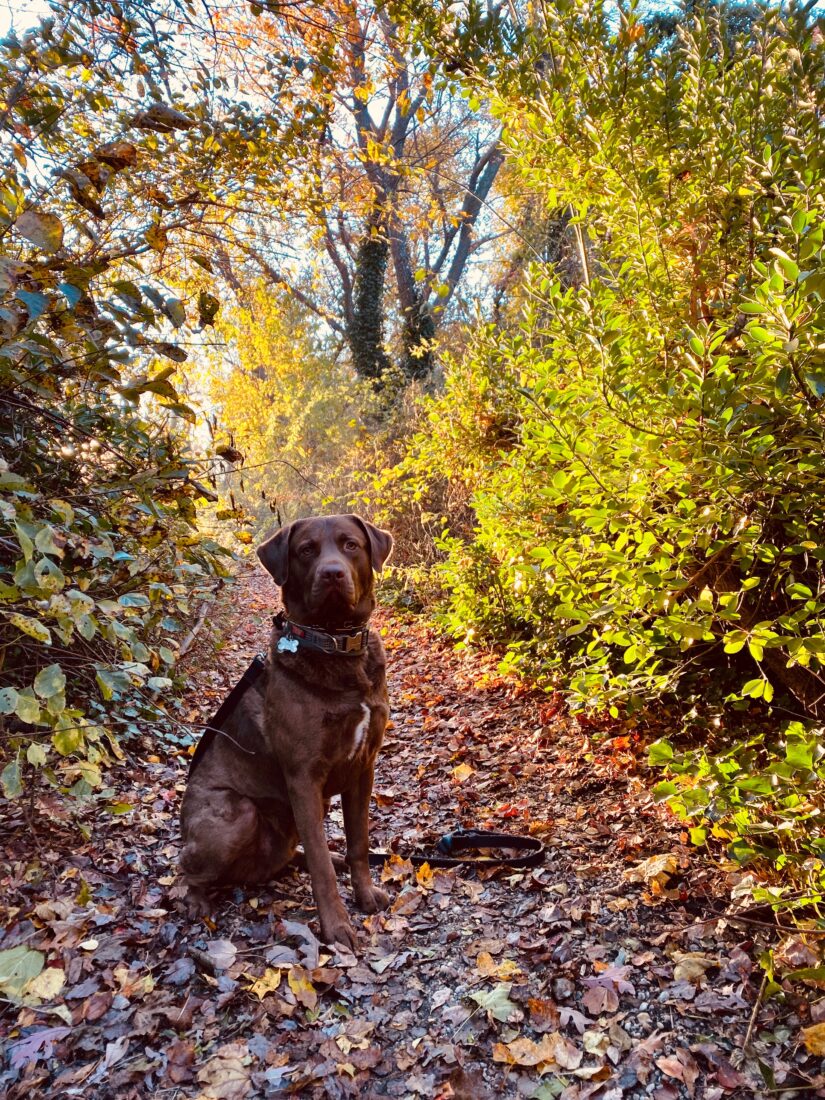 Rambo (Long Meadow-Sore Thumb-Rambo), Chesapeake Bay Retriever