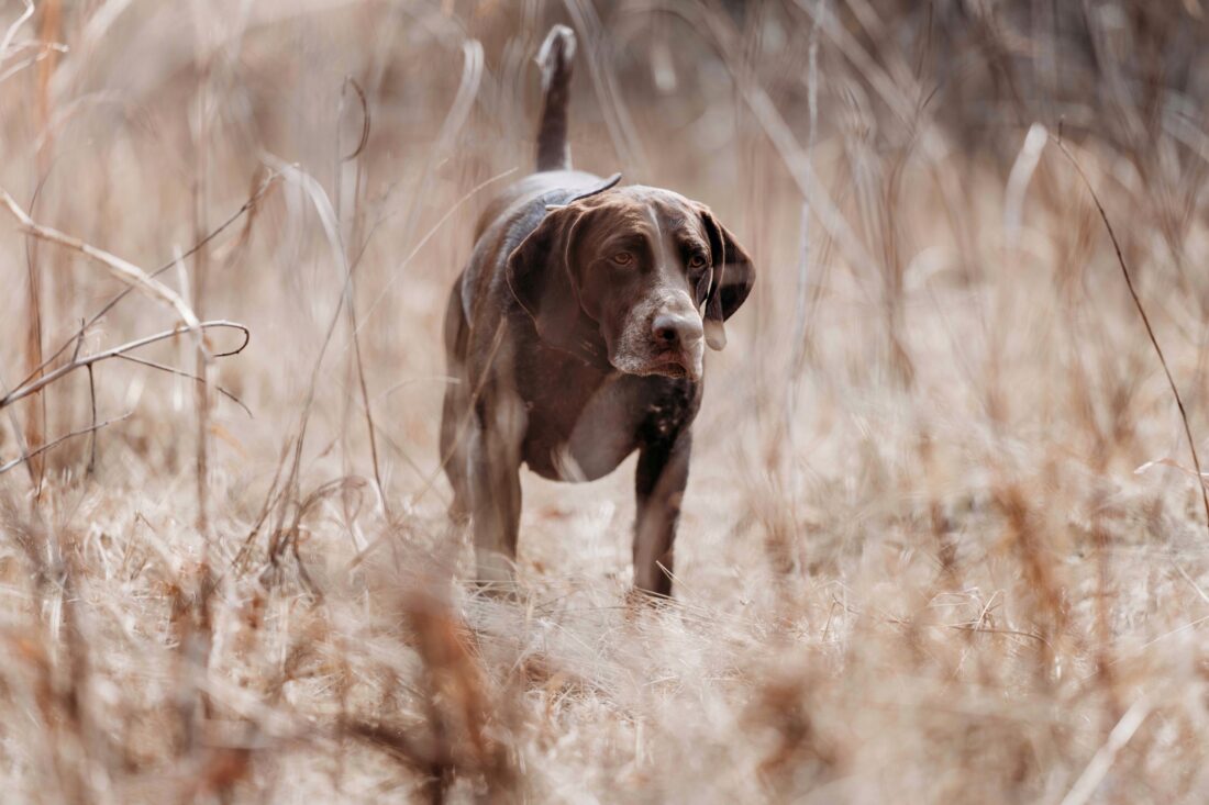 Kip, German Shorthaired Pointer