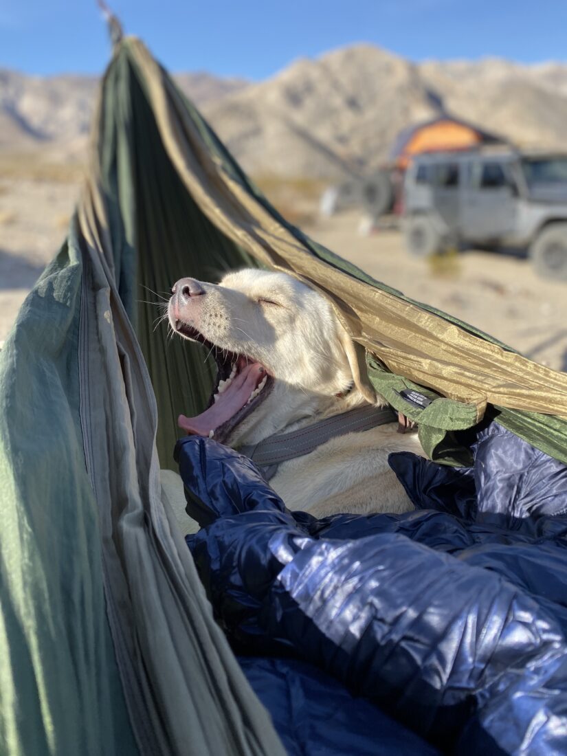 Barley, Husky / Lab Mix