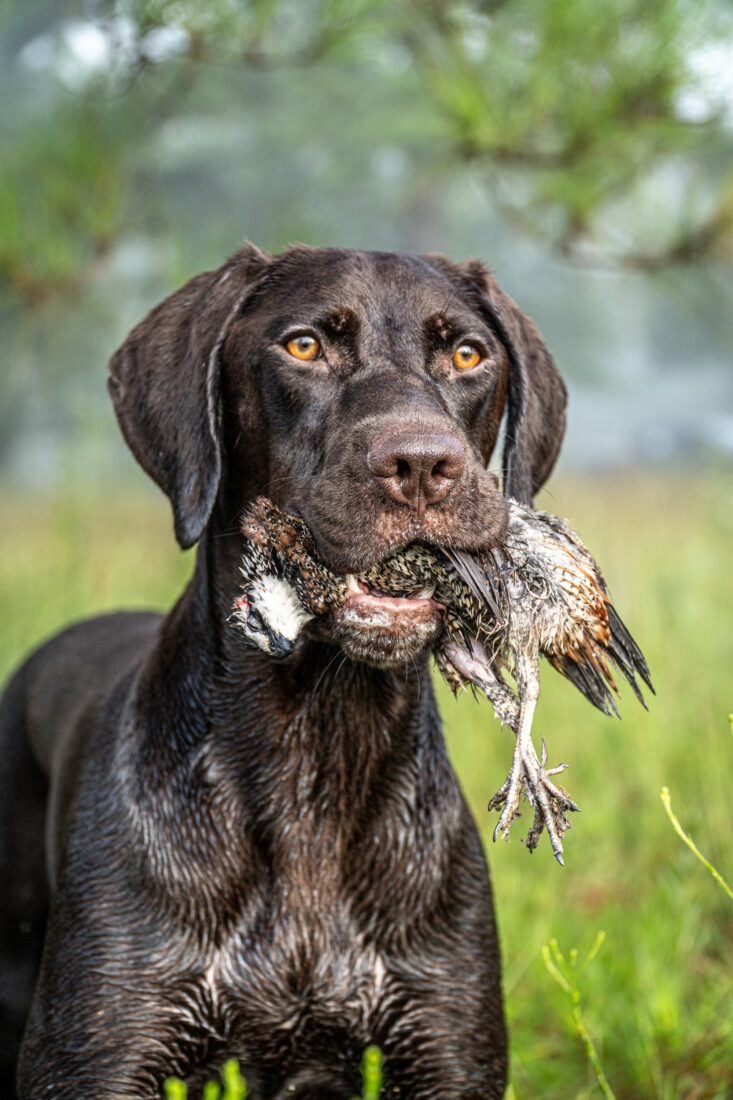 Ada, German shorthaired pointer