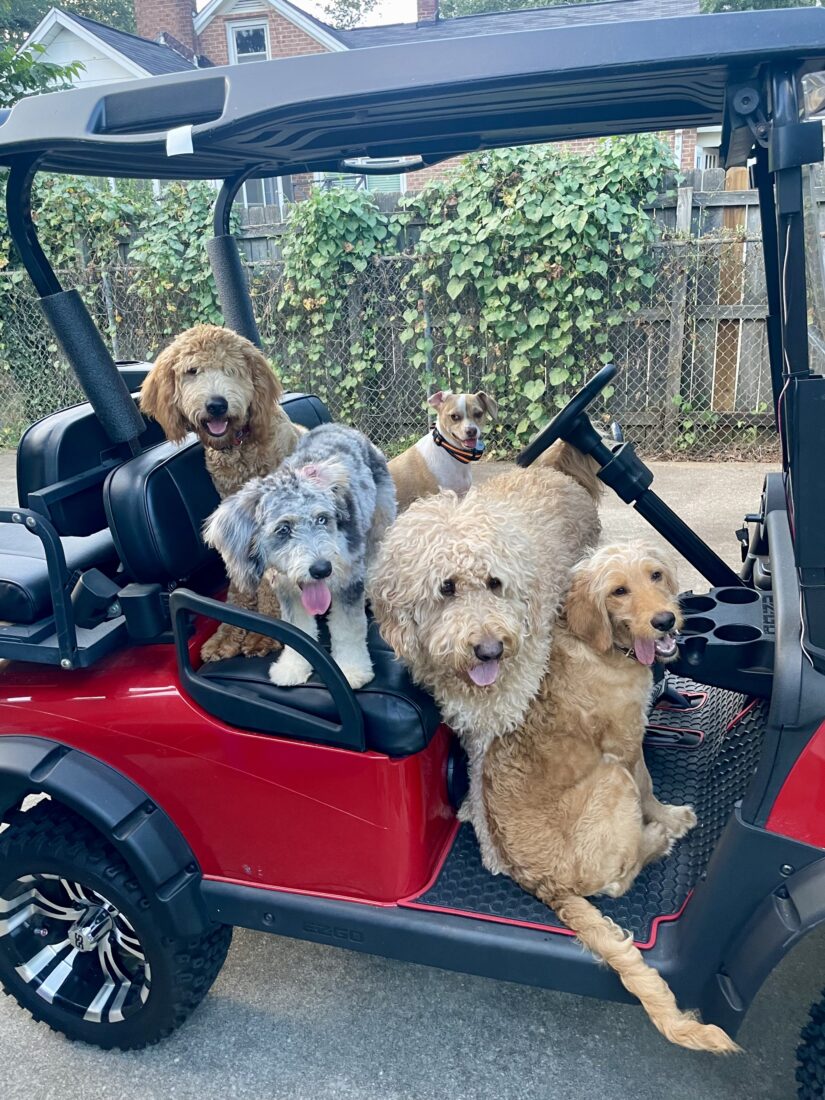 Charlie, Sadie, Gronk, Winston, & Salem, Goldendoodle, Aussiedoodle, Jackabee, Goldendoodle, & Goldendoodle