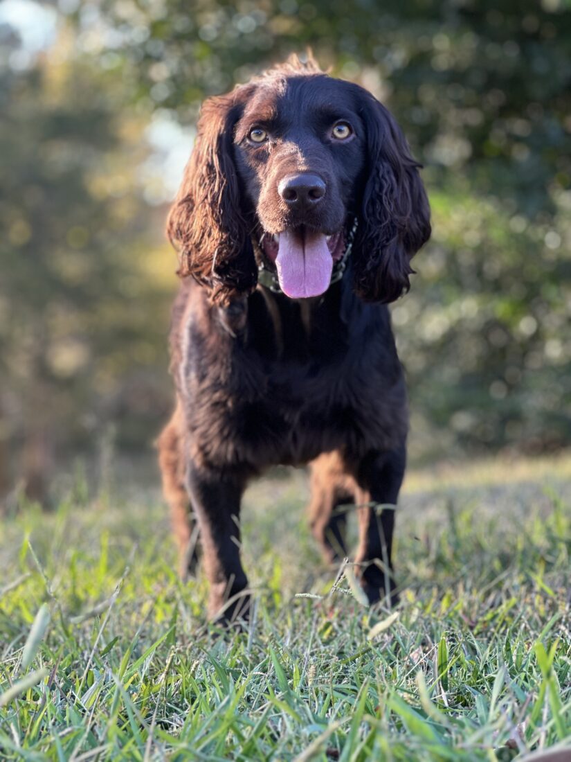 Gus, Boykin Spaniel