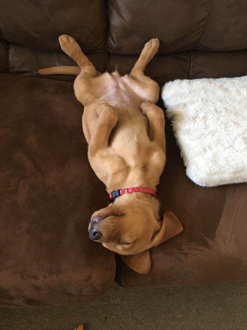 Wrigley, Labrador Retriever