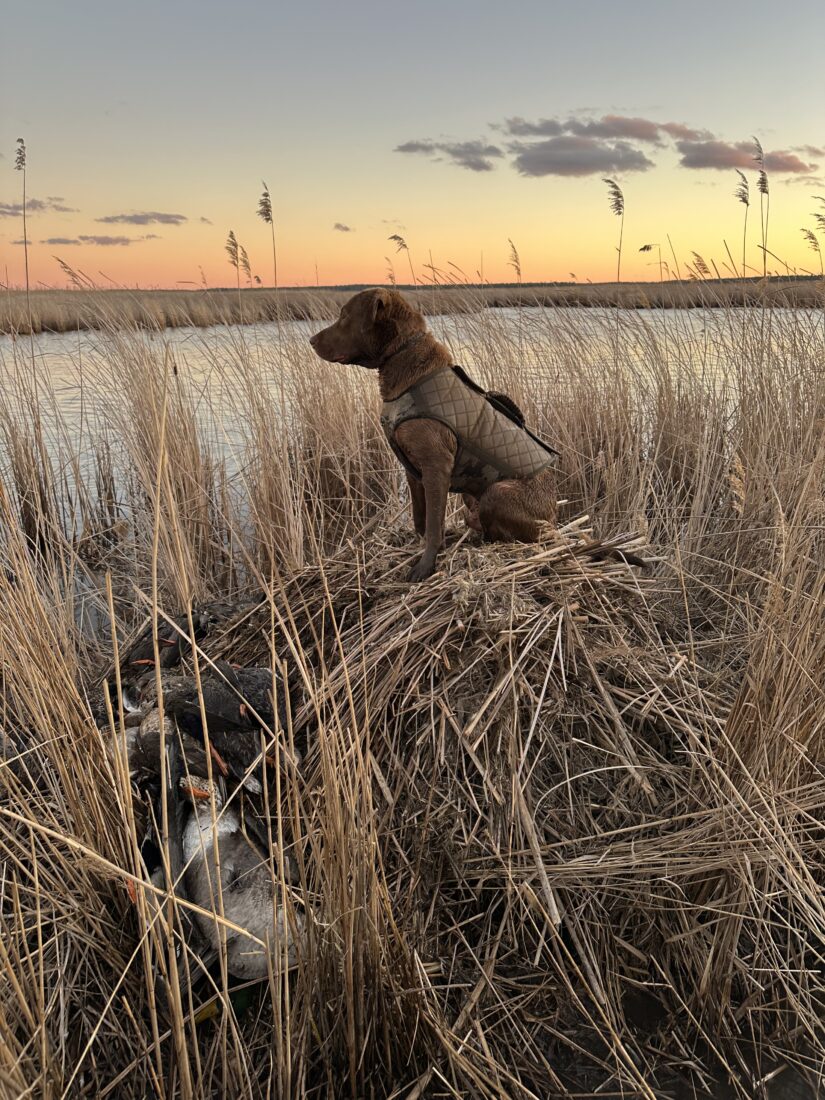 Gummey Carpenter, Chesapeake Bay Retriever