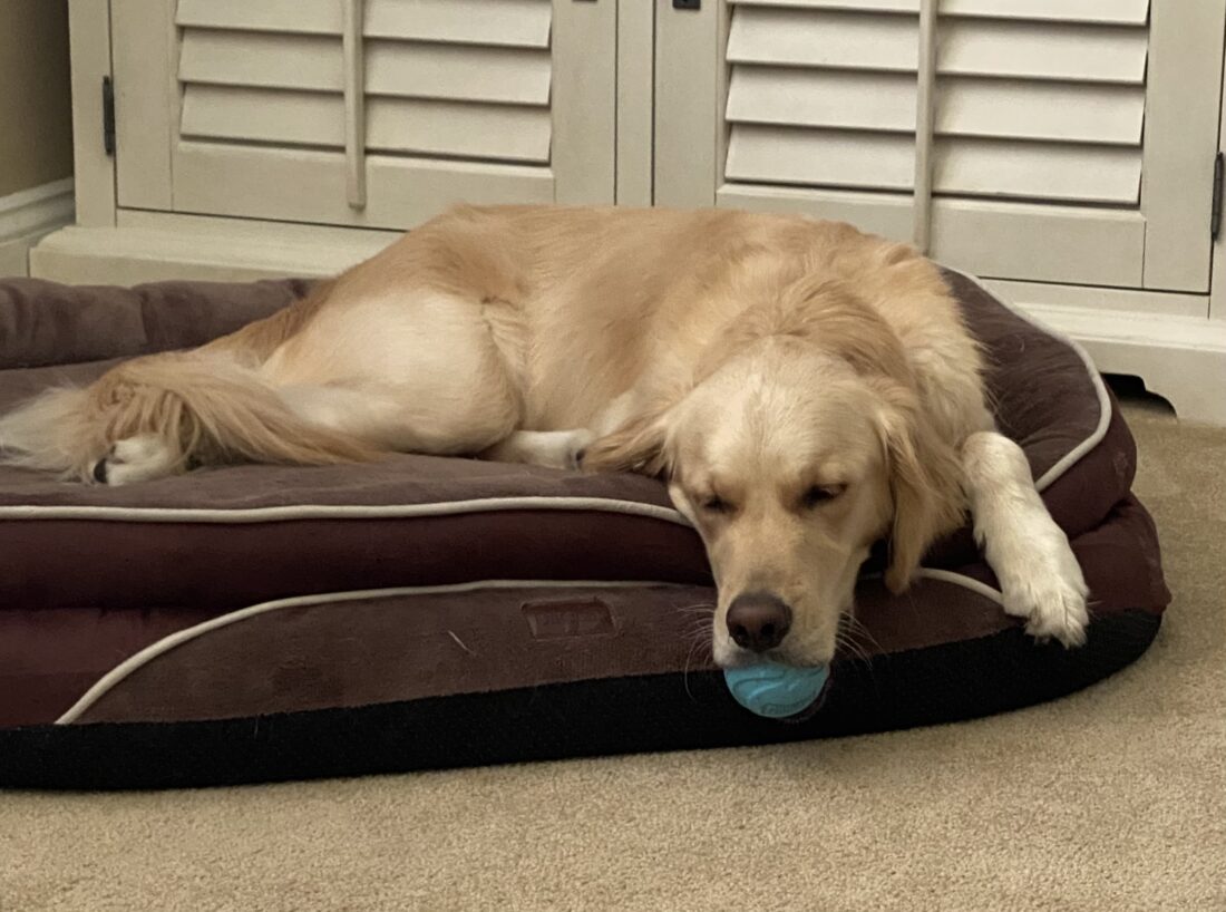 Molly, Golden Retriever