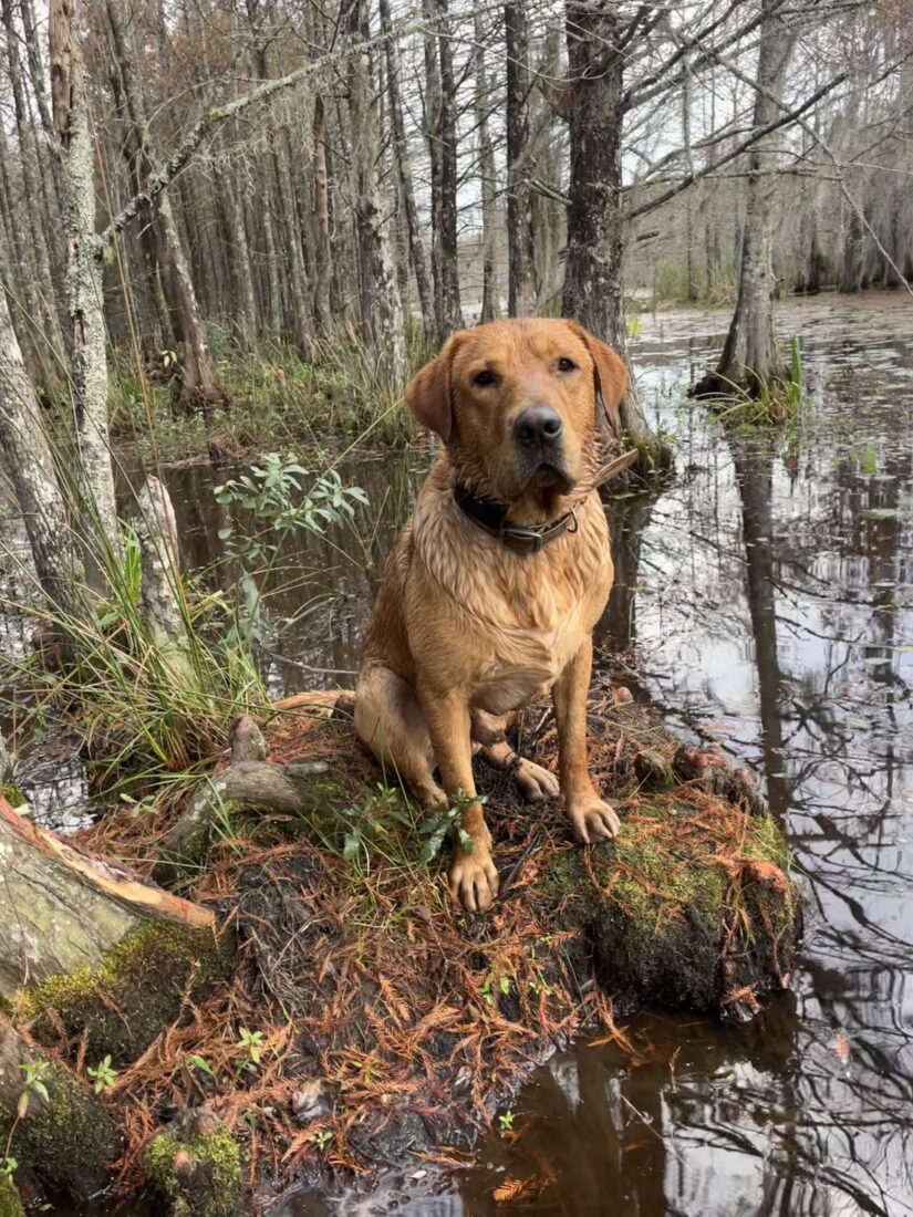 Rip, Labrador Retriever