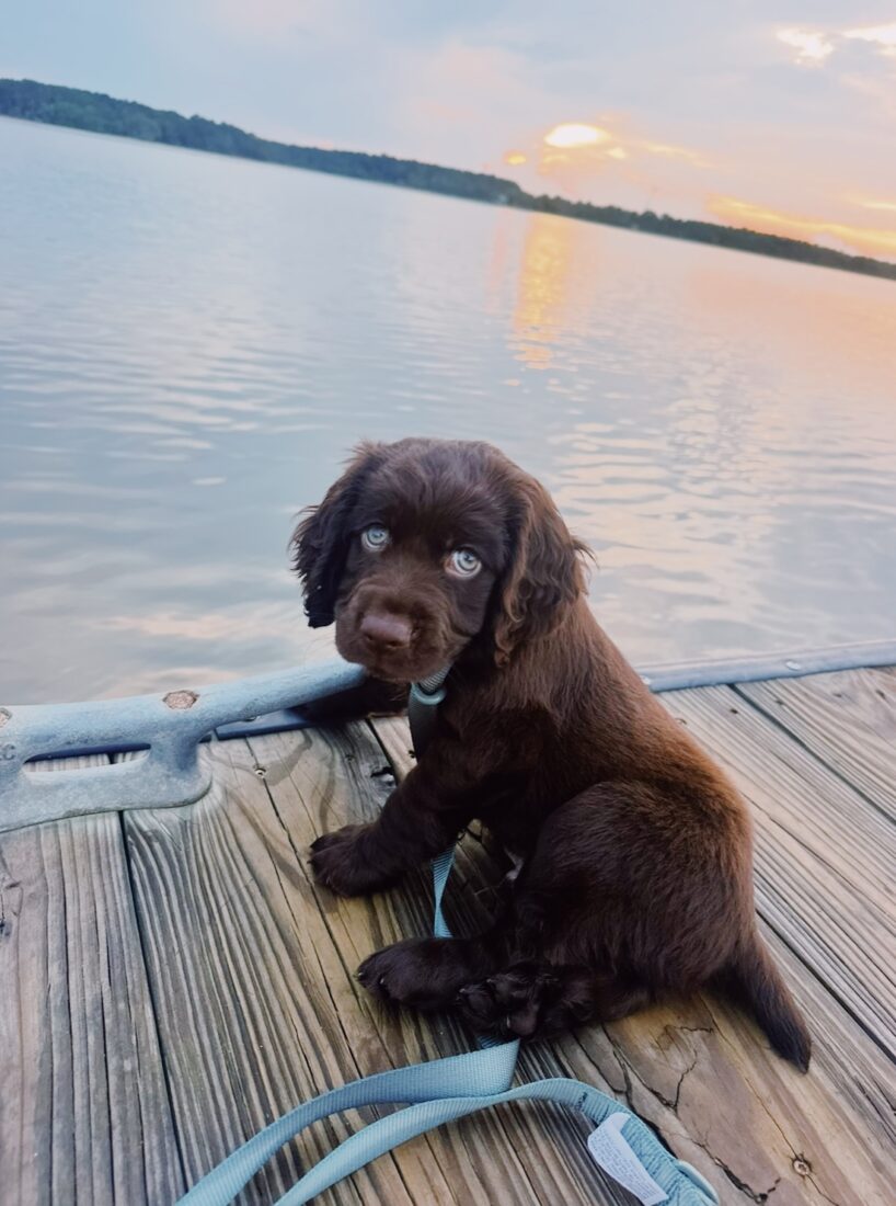 Crew, Boykin Spaniel