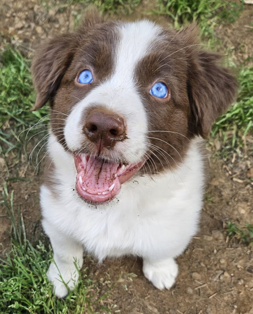 Cora Laramie, Border Collie