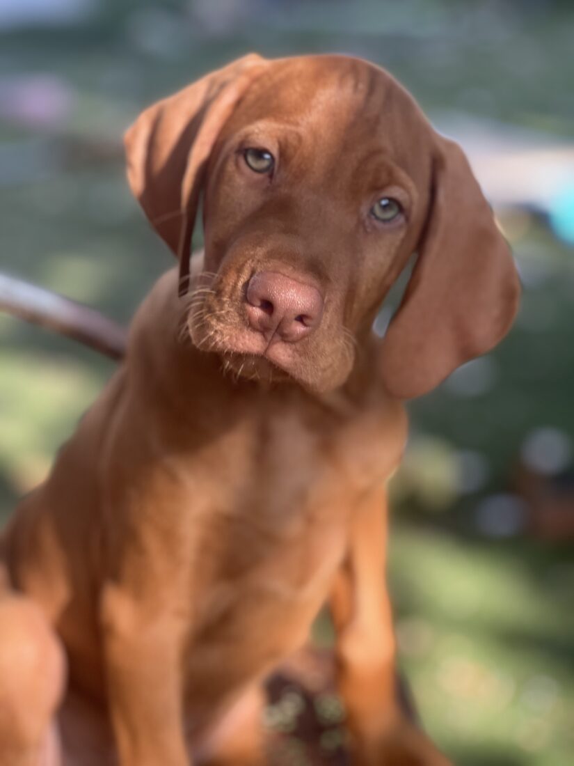 Chicken, Vizsla