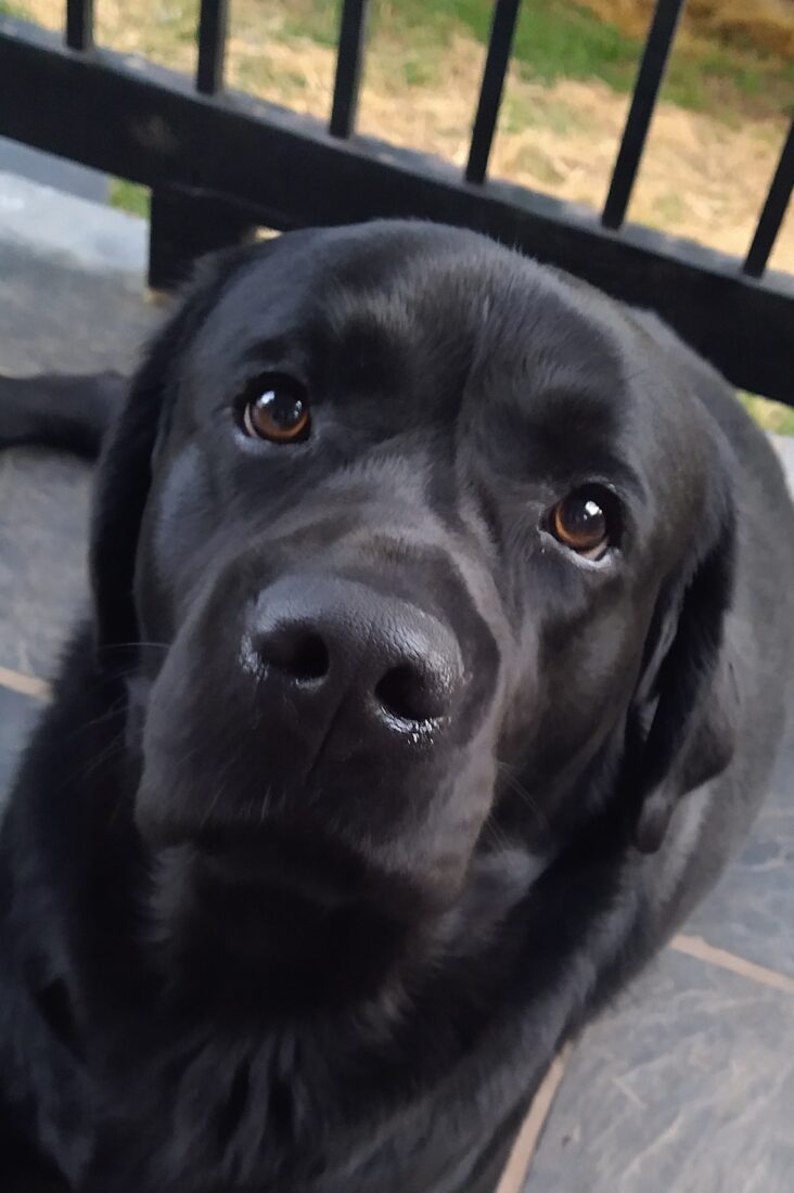Dallas, English Labrador