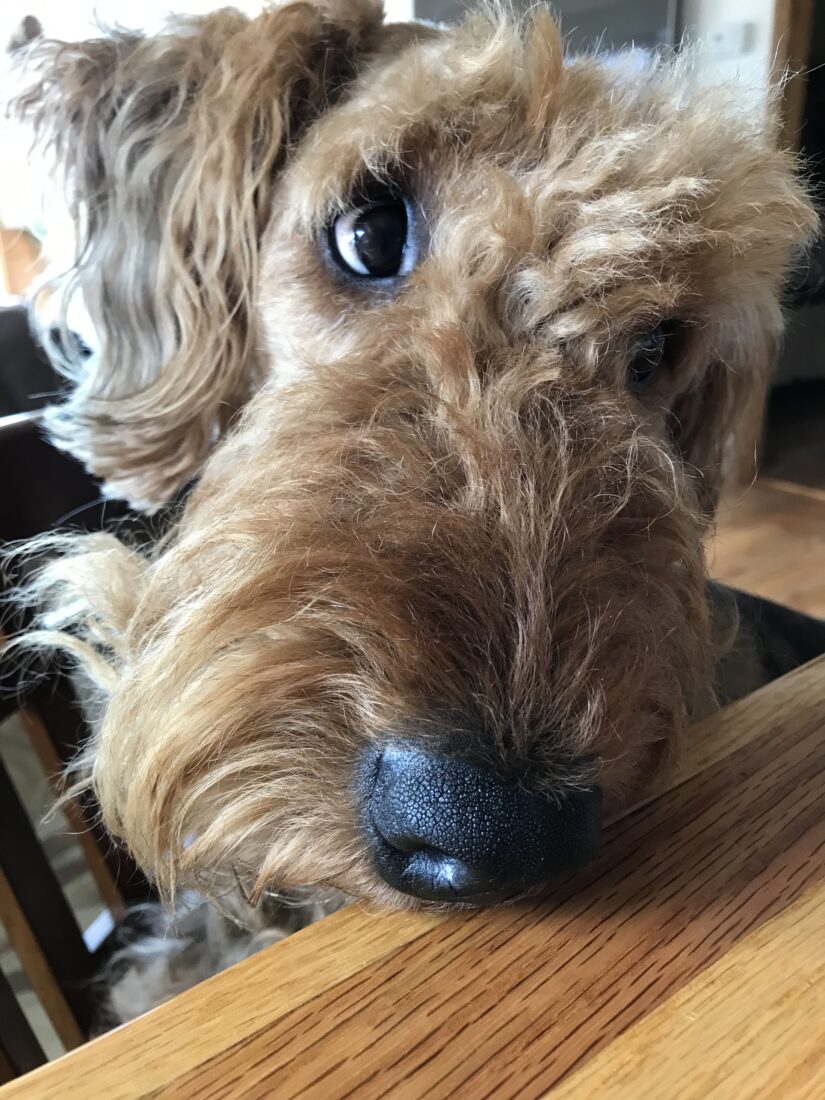 Norma, Airedale Terrier