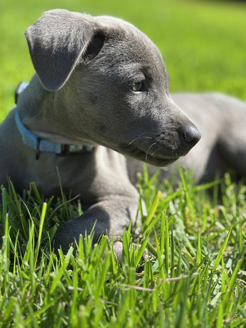 Ladybird, Texas blue lacy