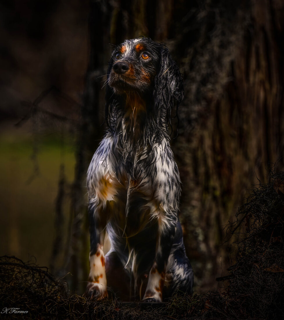 Quern, English Cocker Spaniel