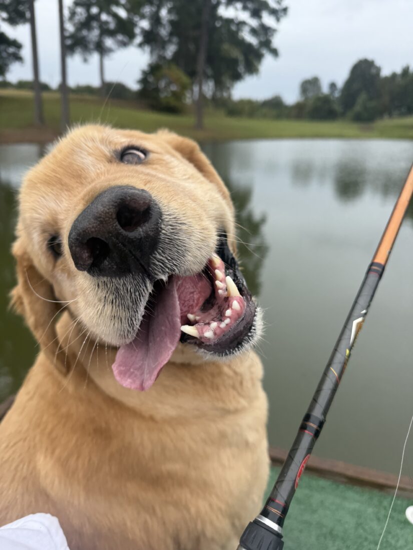 Rocket, Golden Retriever