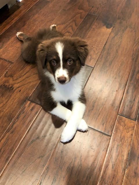 Kizzi, Minatare American Shepherd