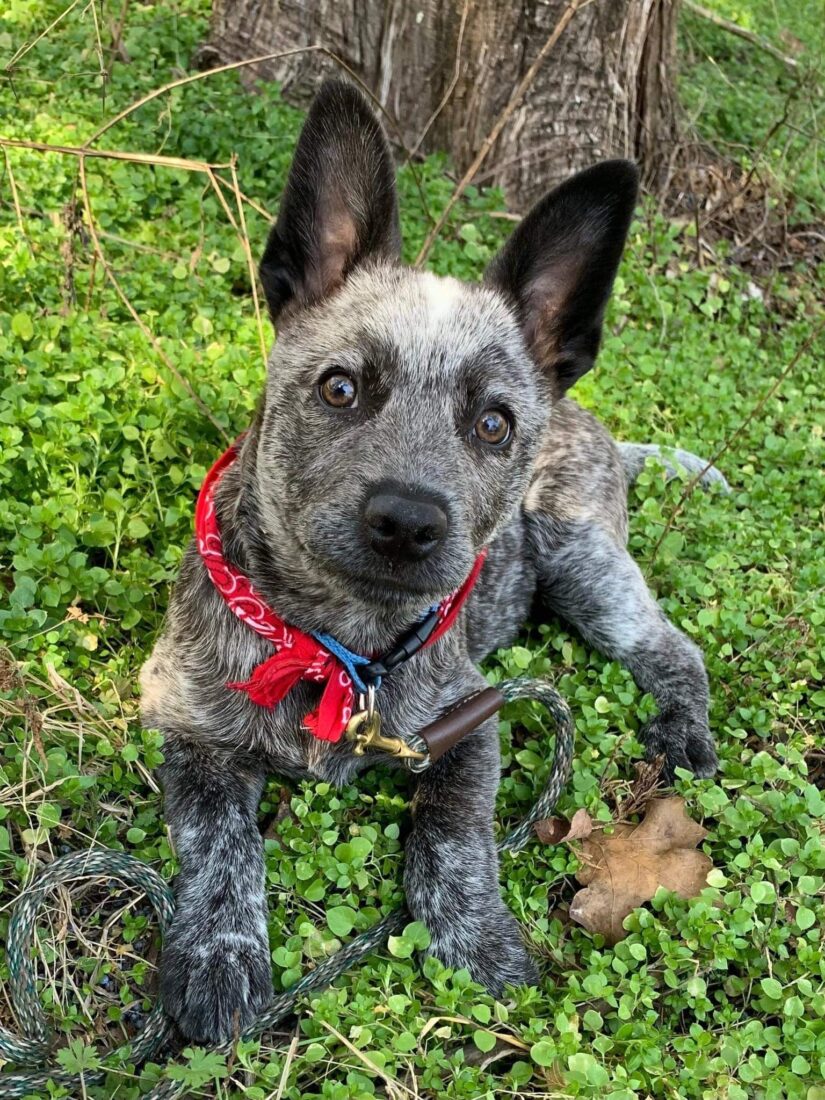 Scrappy, Australian Cattle Dog (Blue Heeler)