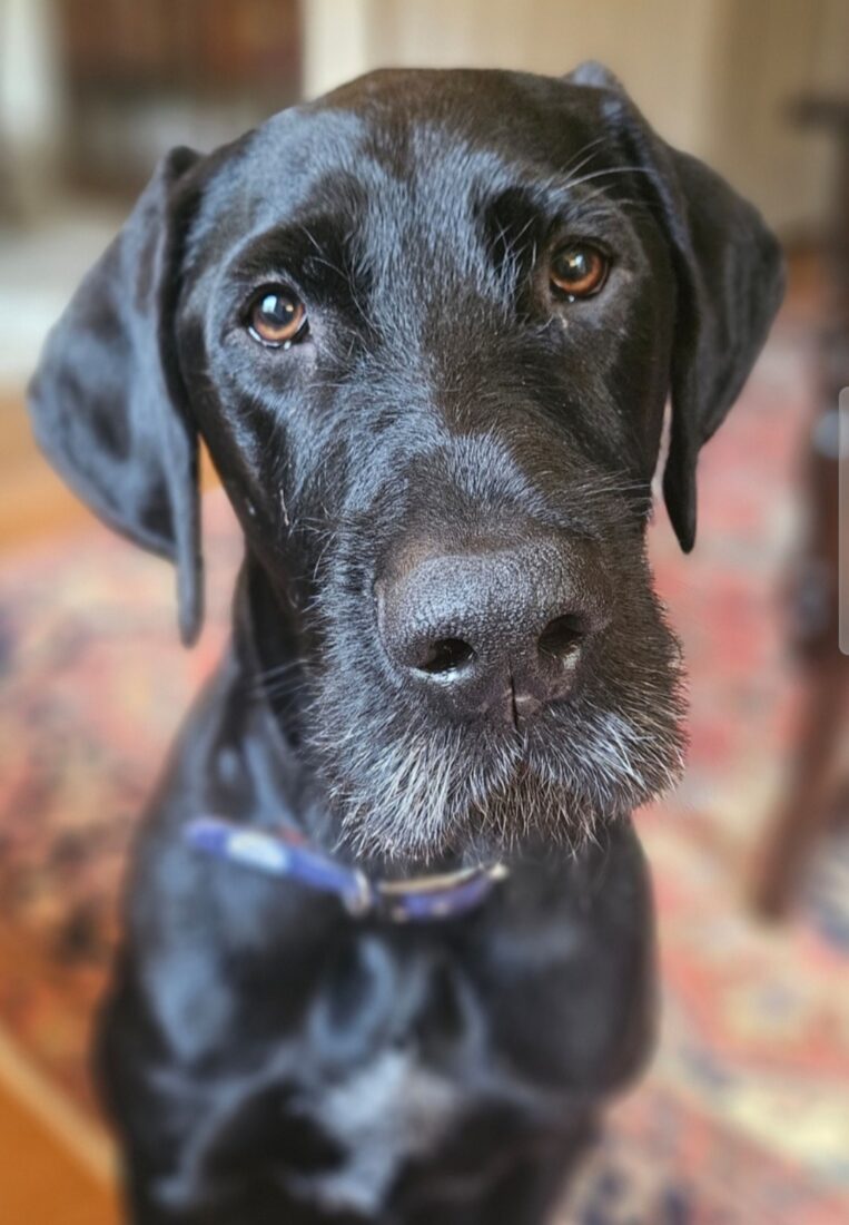 Raiford, Half Lab/half German Wirehair Pointer