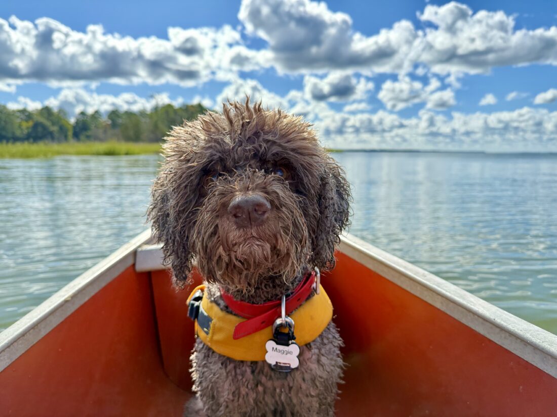 Maggie, Lagotto Romagnolo