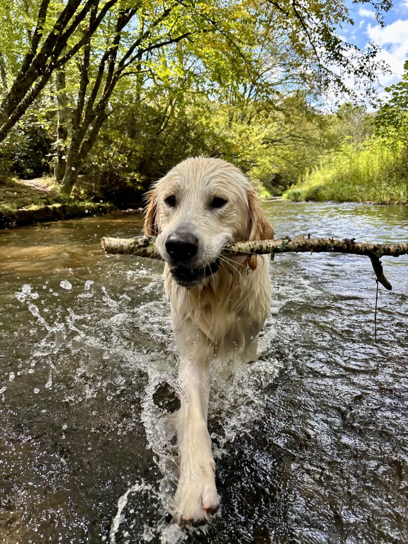Wilson, Golden Retriever