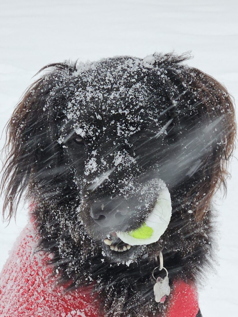 Sam, Flat Coat Retriever