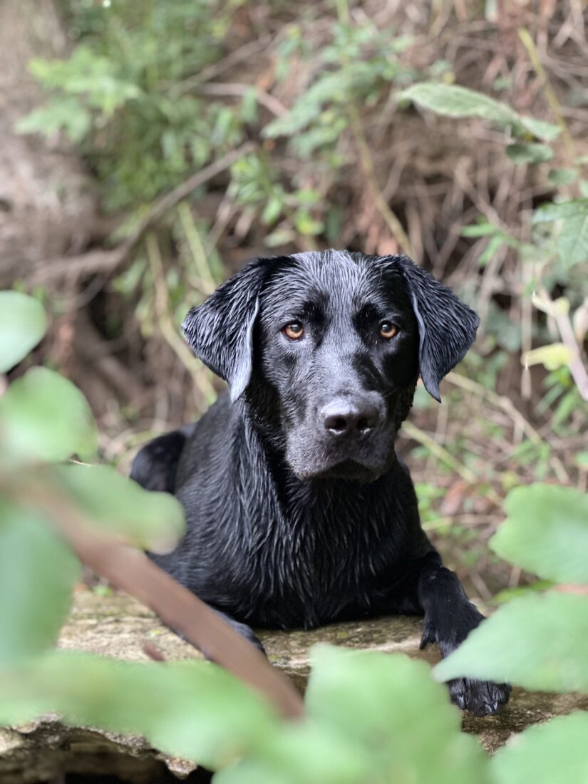 Doc, Labrador Retriever