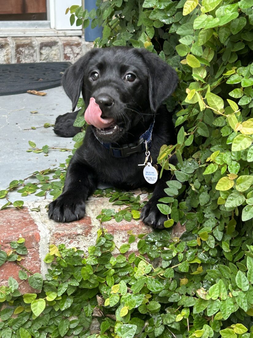 Clementine, Labrador Retriever