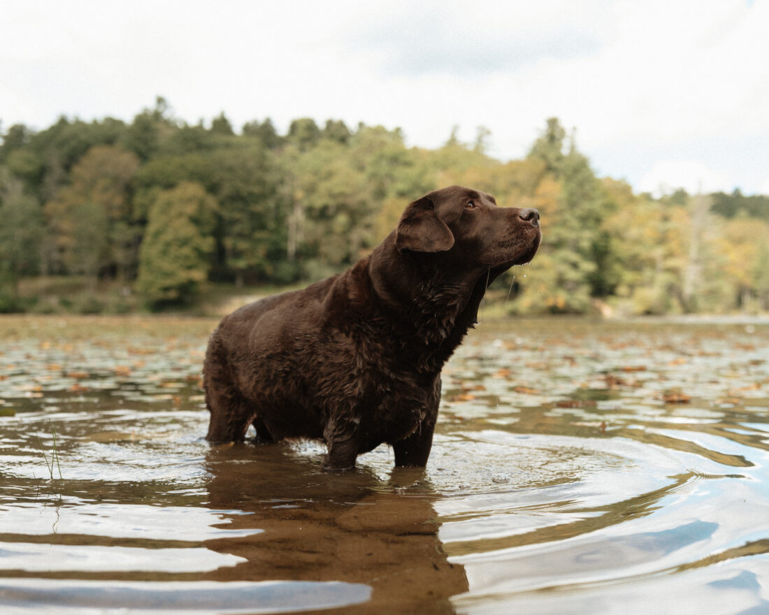 Turner, Labrador Retriever