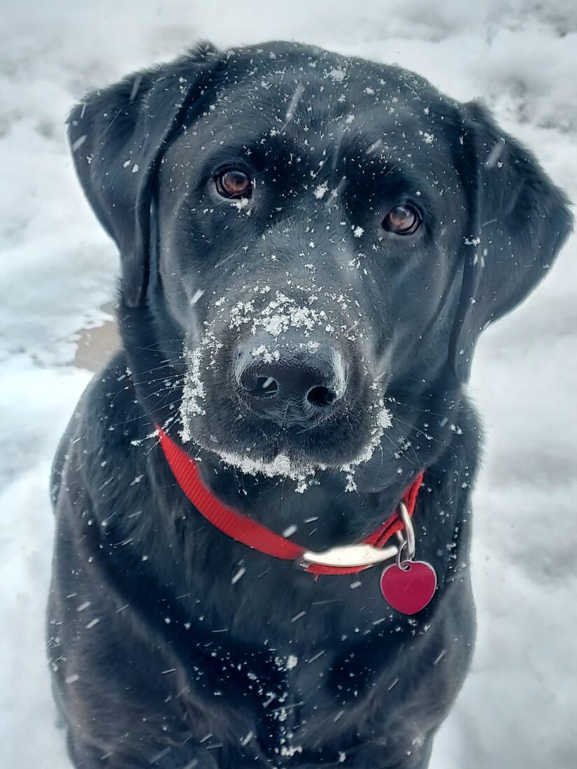Rex, Labrador Retriever