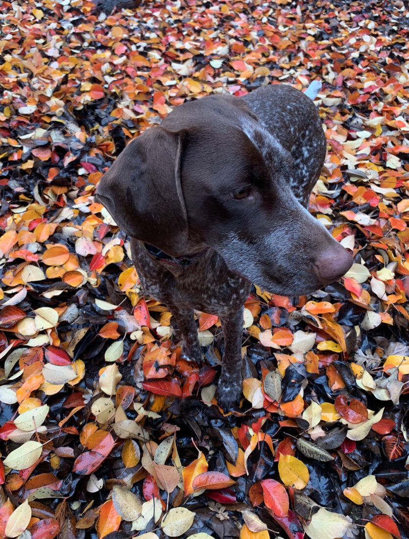 Dottie, German Shorthaired Pointer