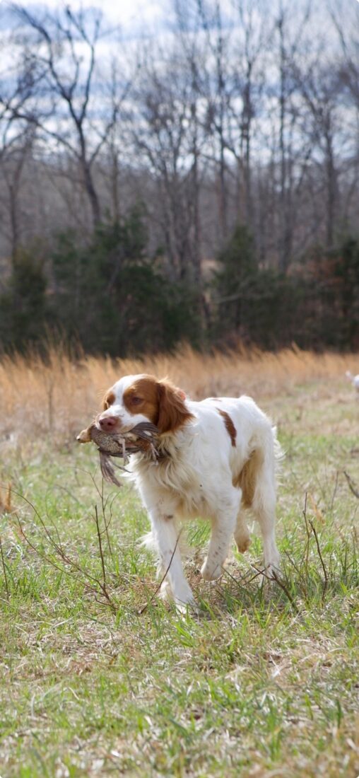 Beau, Brittany Spaniel