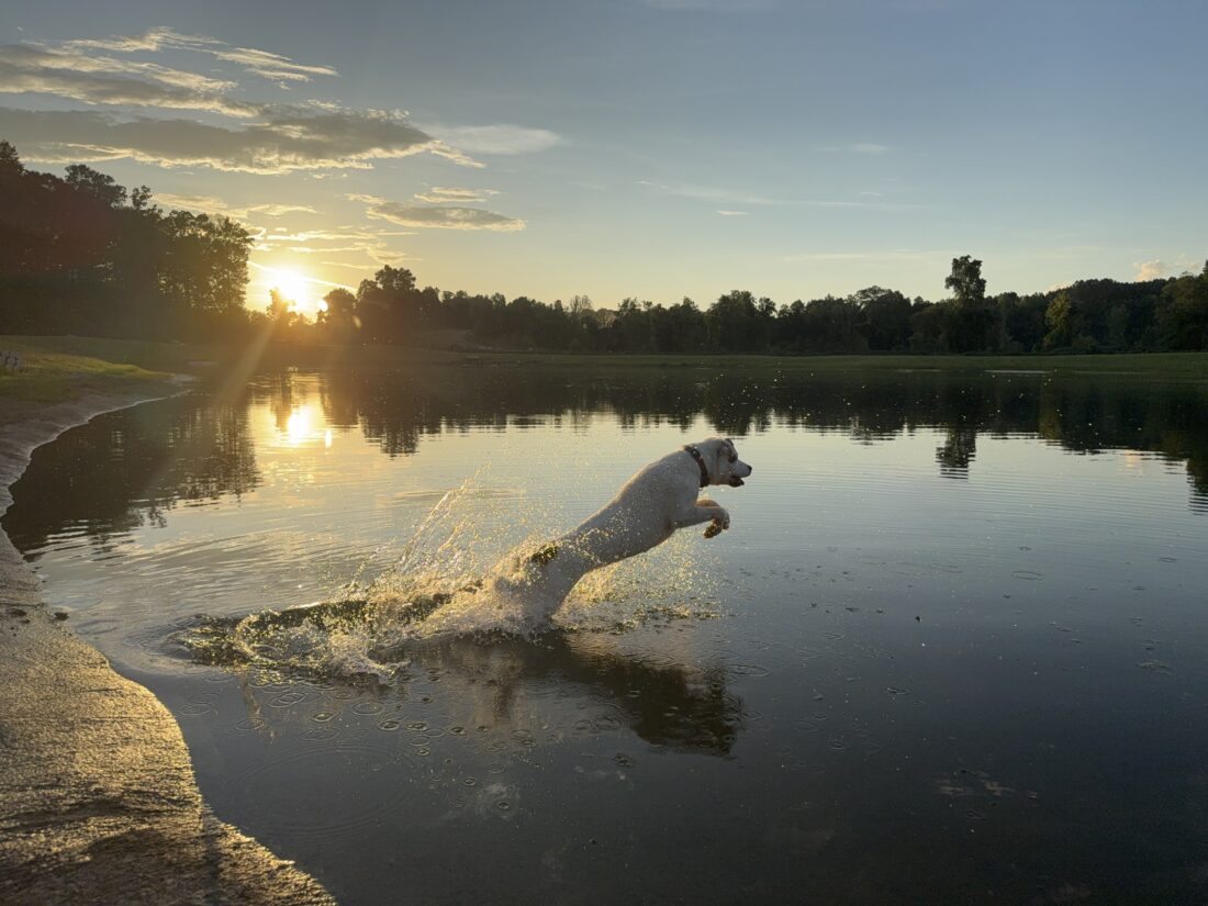 Birdie, Half cattle dog, half the rest of the neighborhood