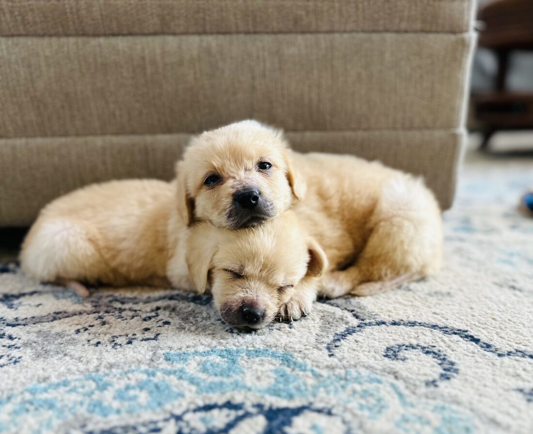 Walter, Double doodle