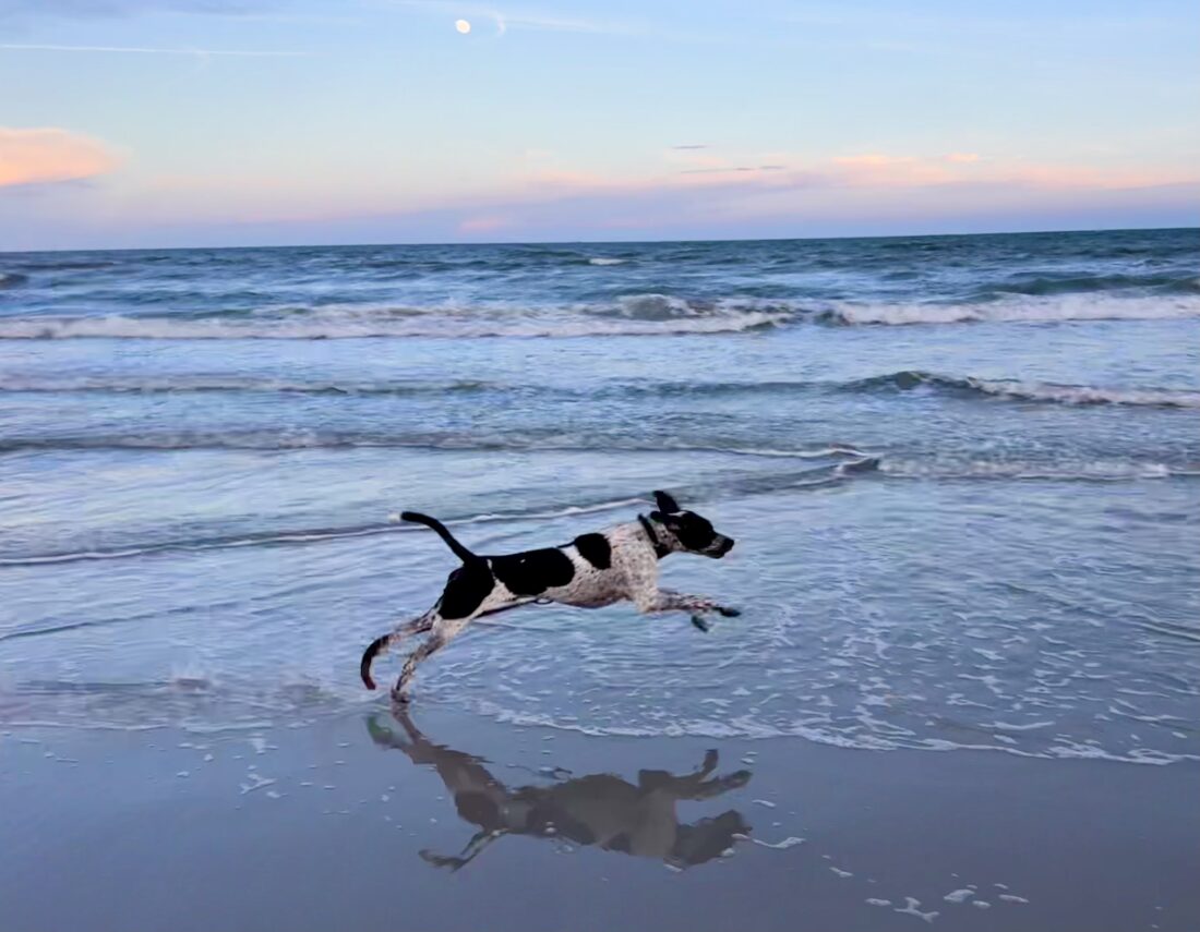 Cannoli, German Short Haired Pointer Mix