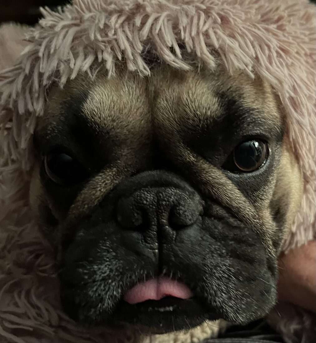 Tater, French Bulldog