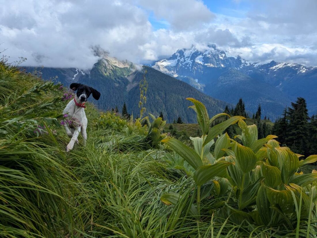 Sora, German Shorthaired Pointer