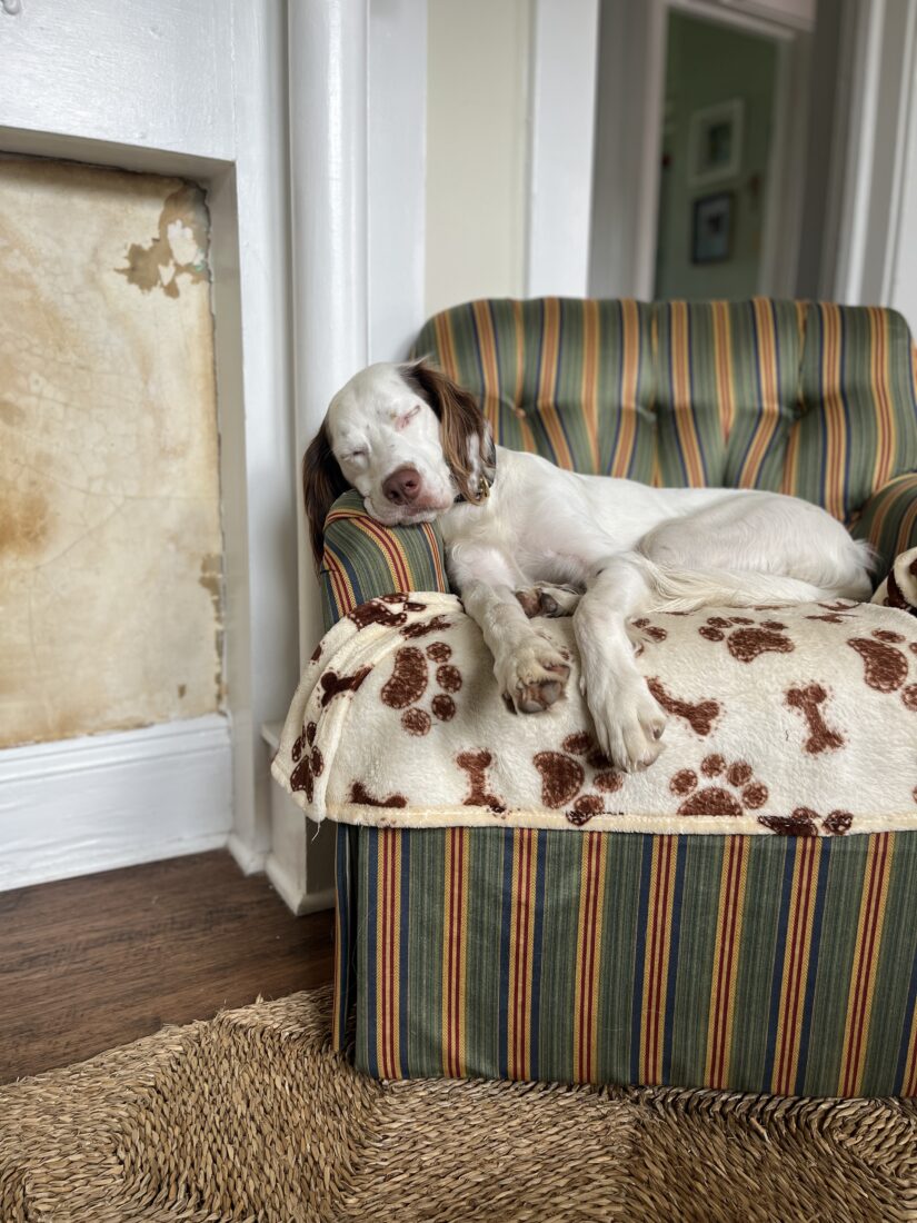 Ladybird, Setter Mix