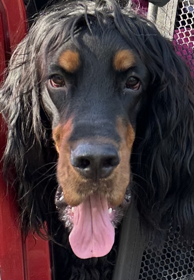 Archie, Gordon Setter