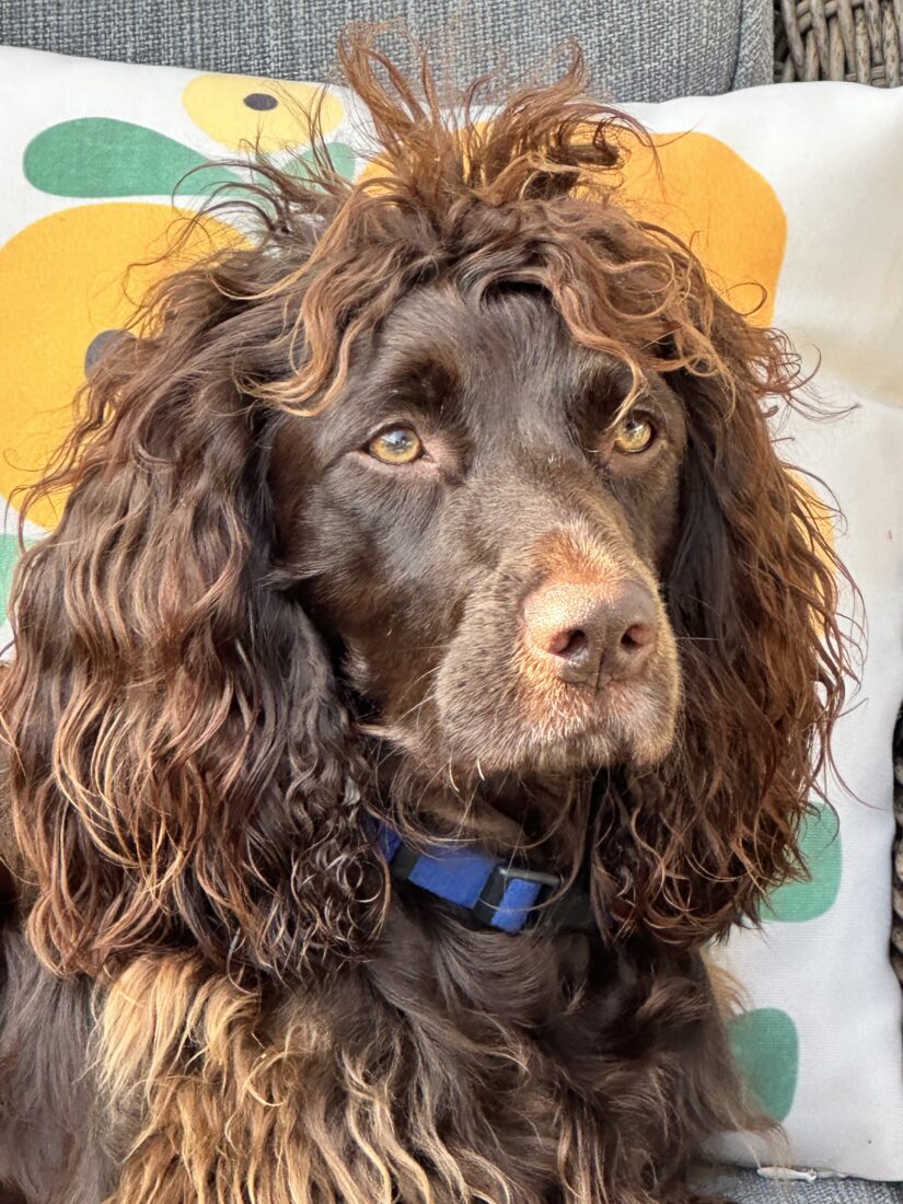 Opossum, Boykin Spaniel