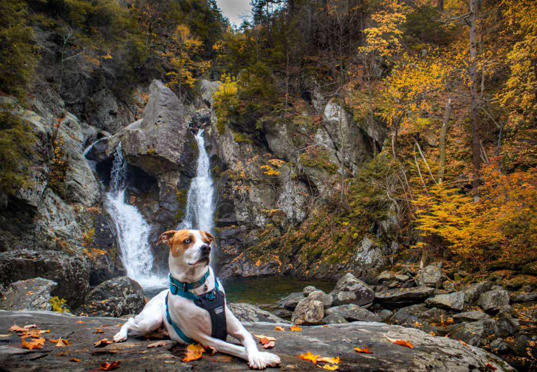 Trooper, Amstaff/Husky mix